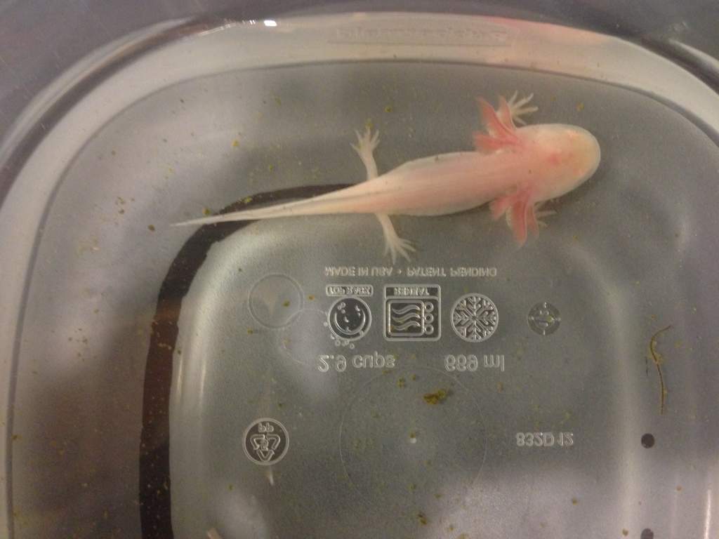 Albino beauty