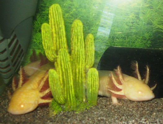 Albino gold parents to be