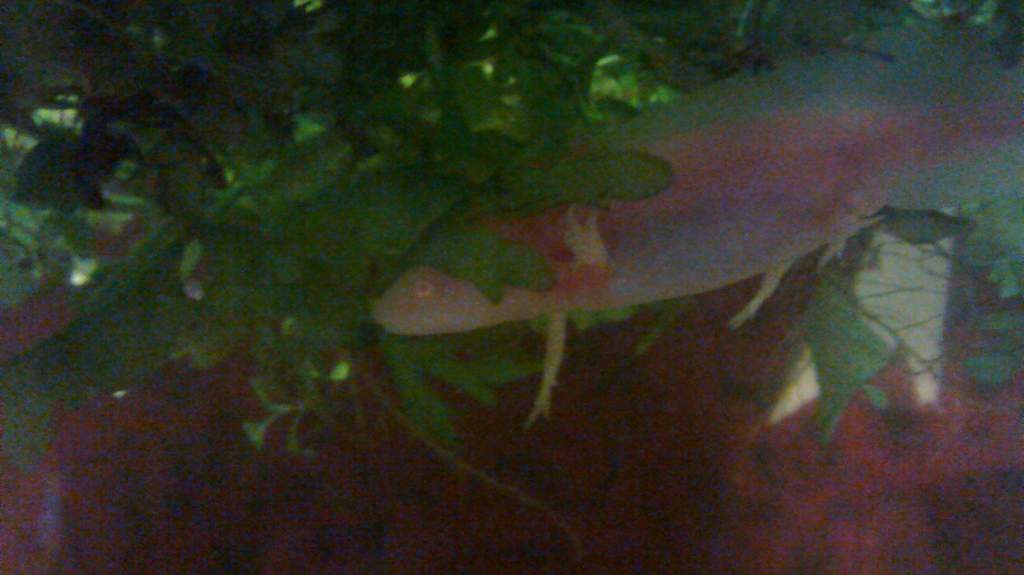 Albino in the watersprite