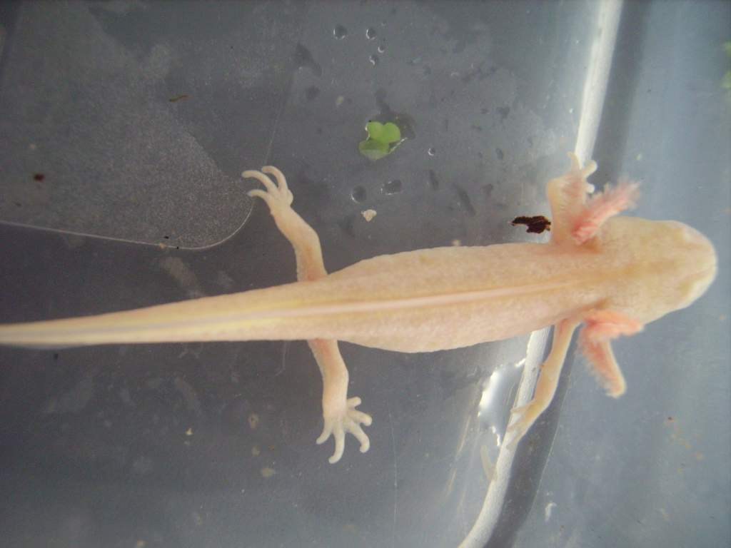 albino? leicistic? Triturus cristus larvae