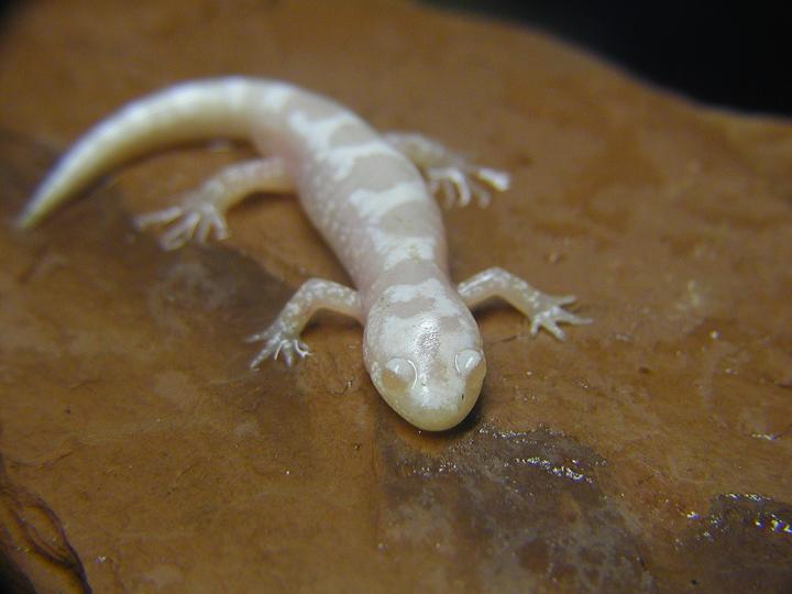 albino marbled1