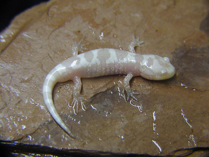 albino marbled2