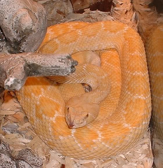 Albino Western Diamondback Rattlesnake