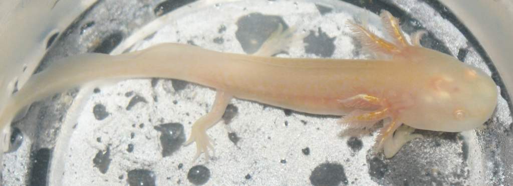 albino