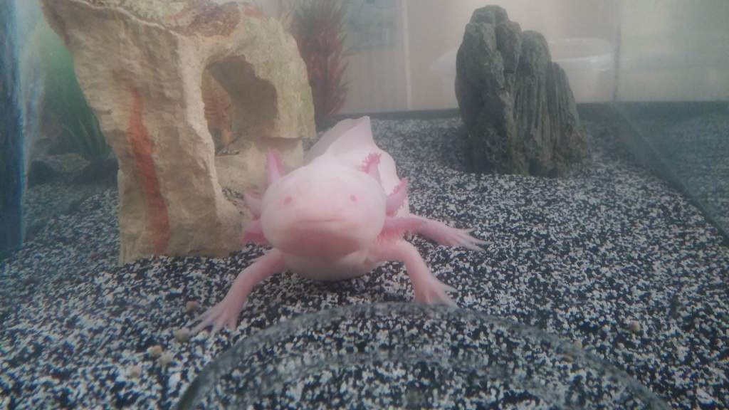 Albino