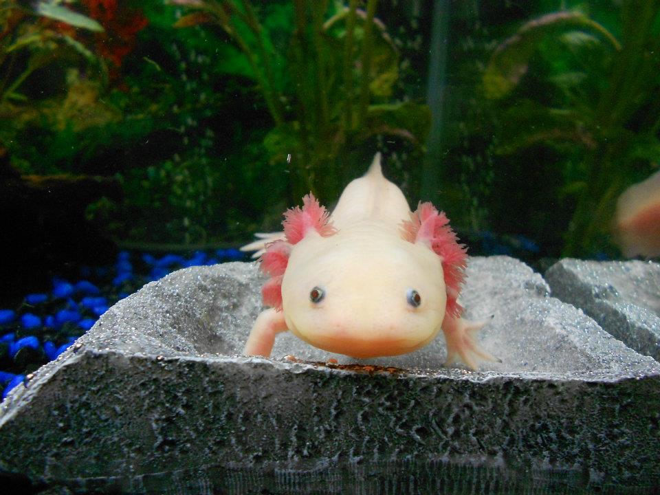 Alec's new dish. He's still learning how to eat out of it.