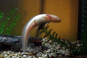 Alex as he was swimming over the plant to go to the surface.