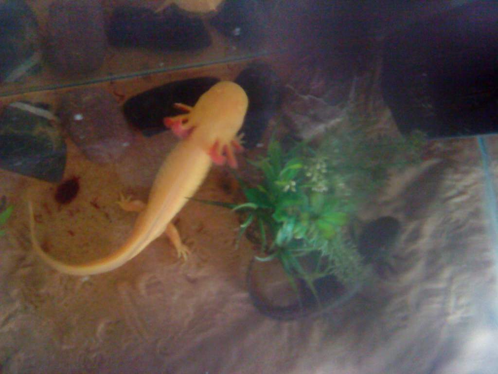 alice an arnie2