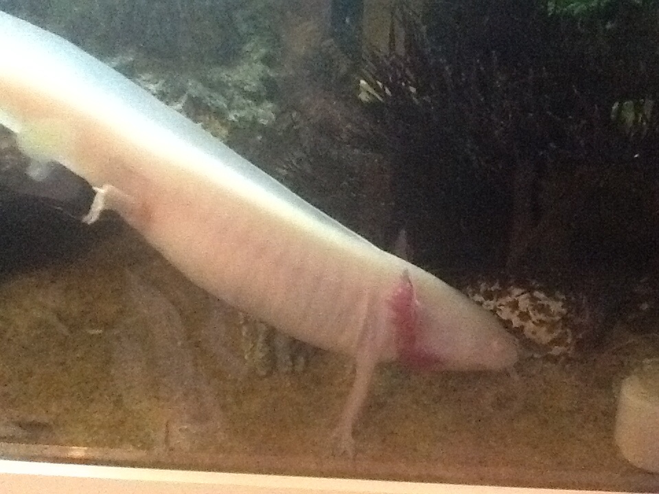 Alice doing a hand stand