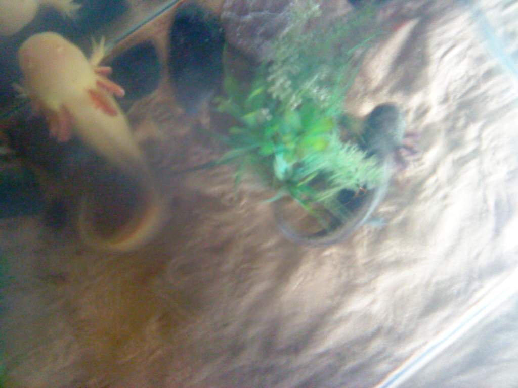 alice n arnie3