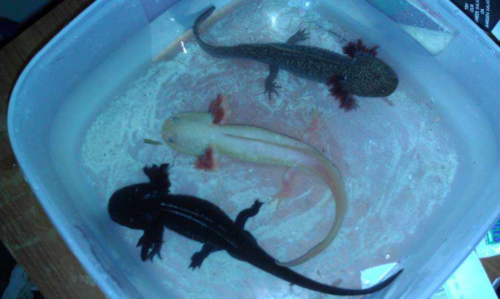 All 3 of my cute little axies! :)