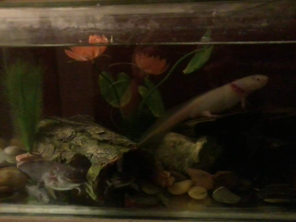 All 3 posing together. Bill (left), Bella (in tunnel) and Edward (right)