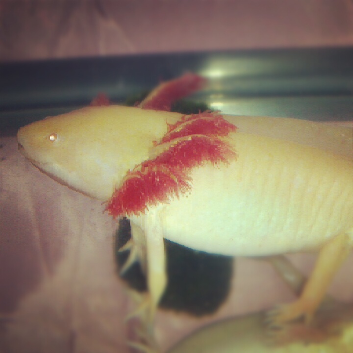 All chubby after a big meal!