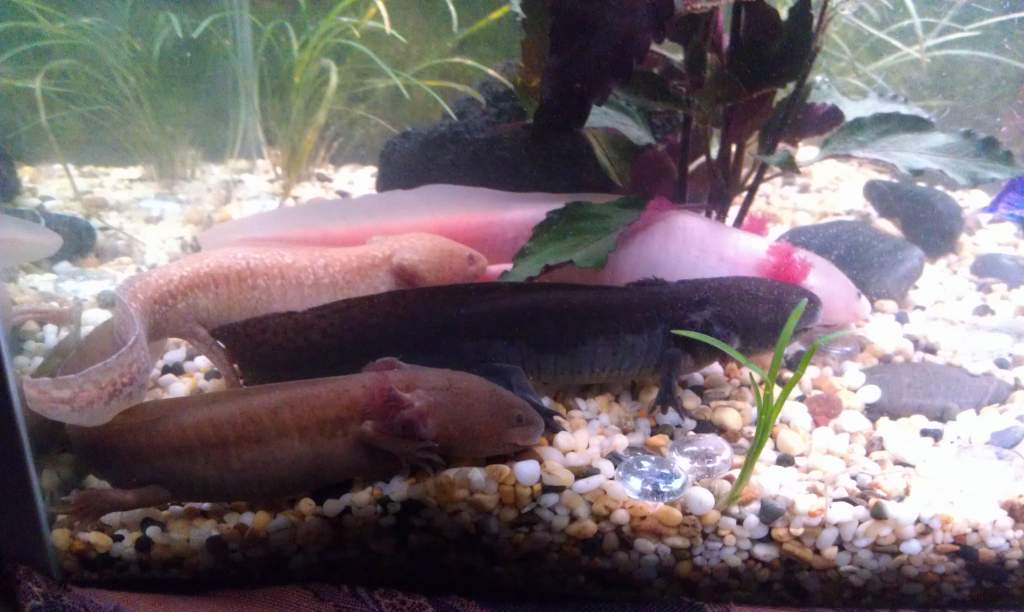 All of my axolotls sitting together.