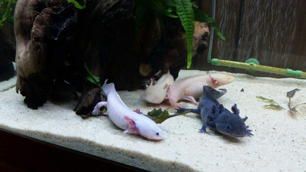 All the axolotls are in this one, Trouble is just hiding in the wood.