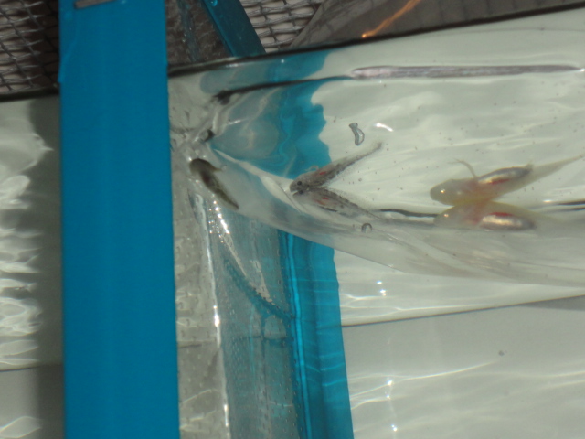 All three in their bag getting used to the new water!