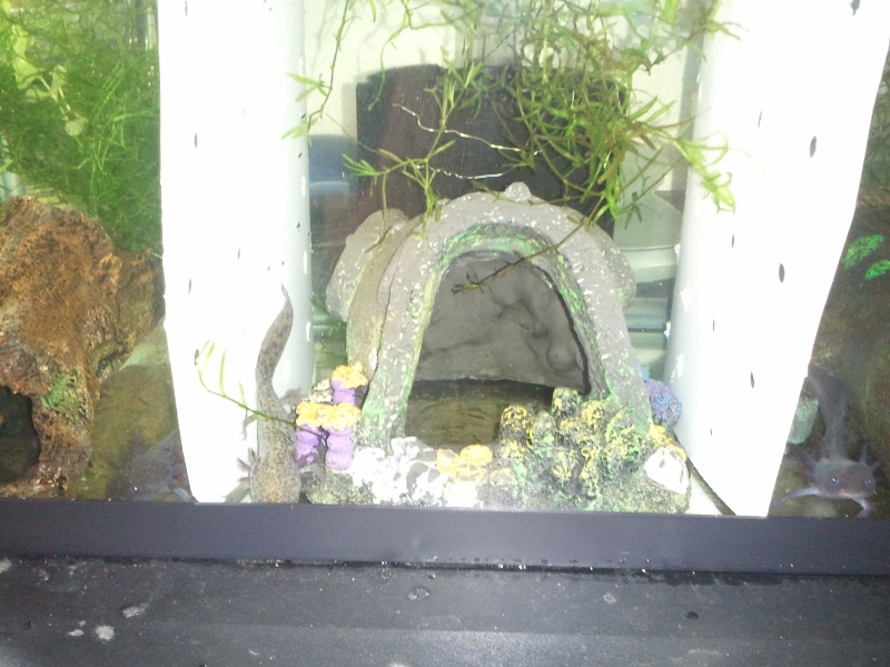 All three of my little axies :D