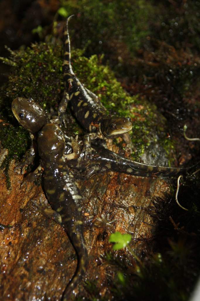 All three of them. The perspective is a little bit extraordinaire (hobby-photographer). (Ambystoma mavortium, juveniles)