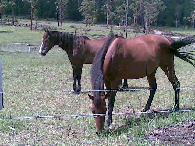 Ally (front) Murphy (back)
