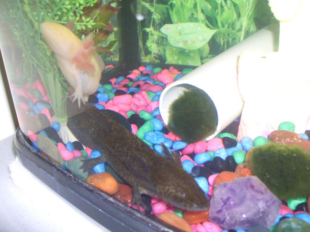 Almost a good pic of Spotl!