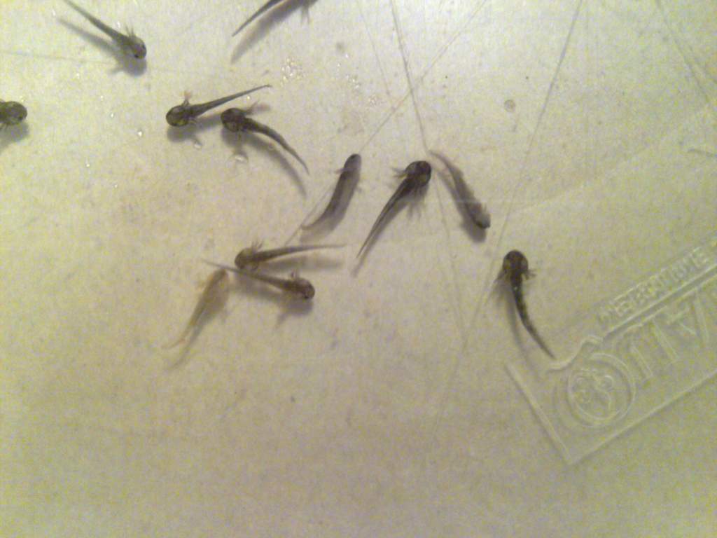 Almost all dark coloured - most of the ones that didn't make it were golden or very pale... weird. Are the dark ones naturally stronger? Natural selec