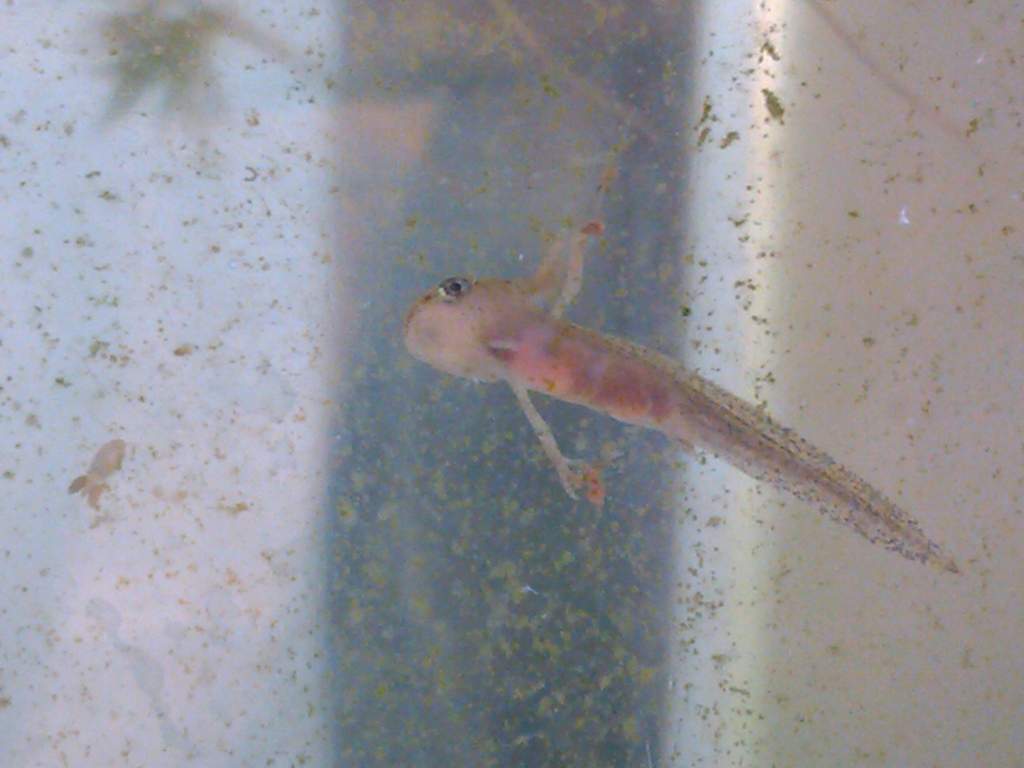 alpine larvae