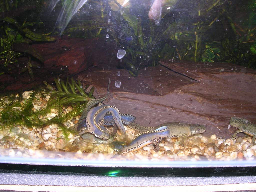 alpine newt breeding frenzy