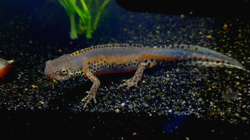 Alpine Newt (Ichthyosaura alpestris) Male