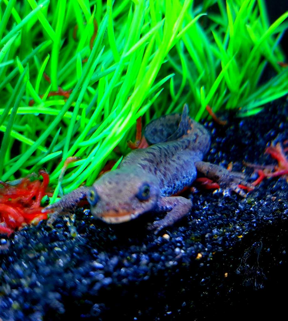 Alpine Newt Set-up (Ichthyosaura alpestris) Female
