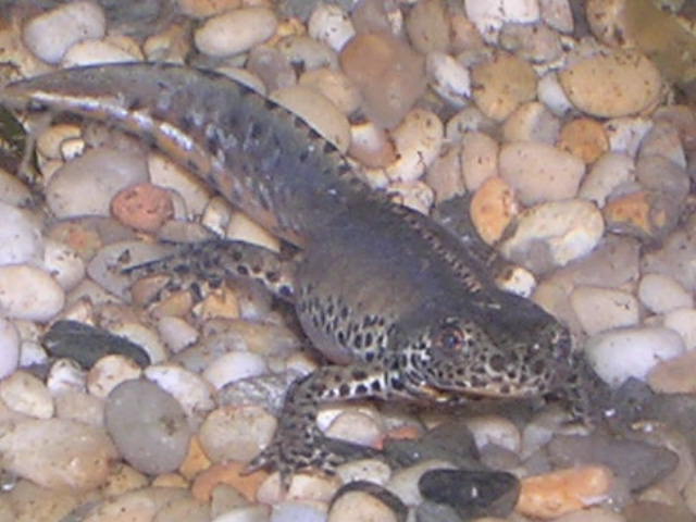 alpine newt