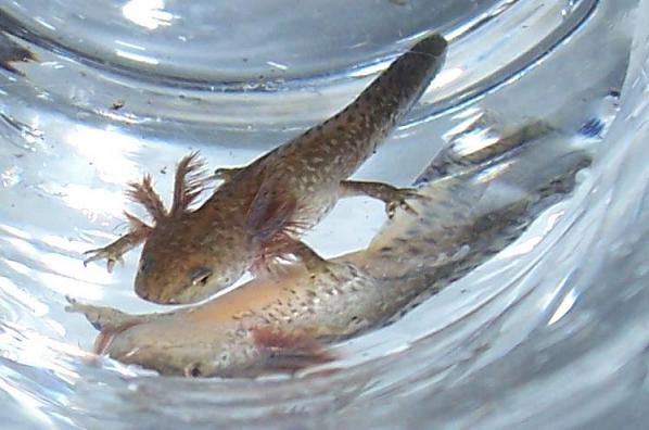 AlpineNewtLarva