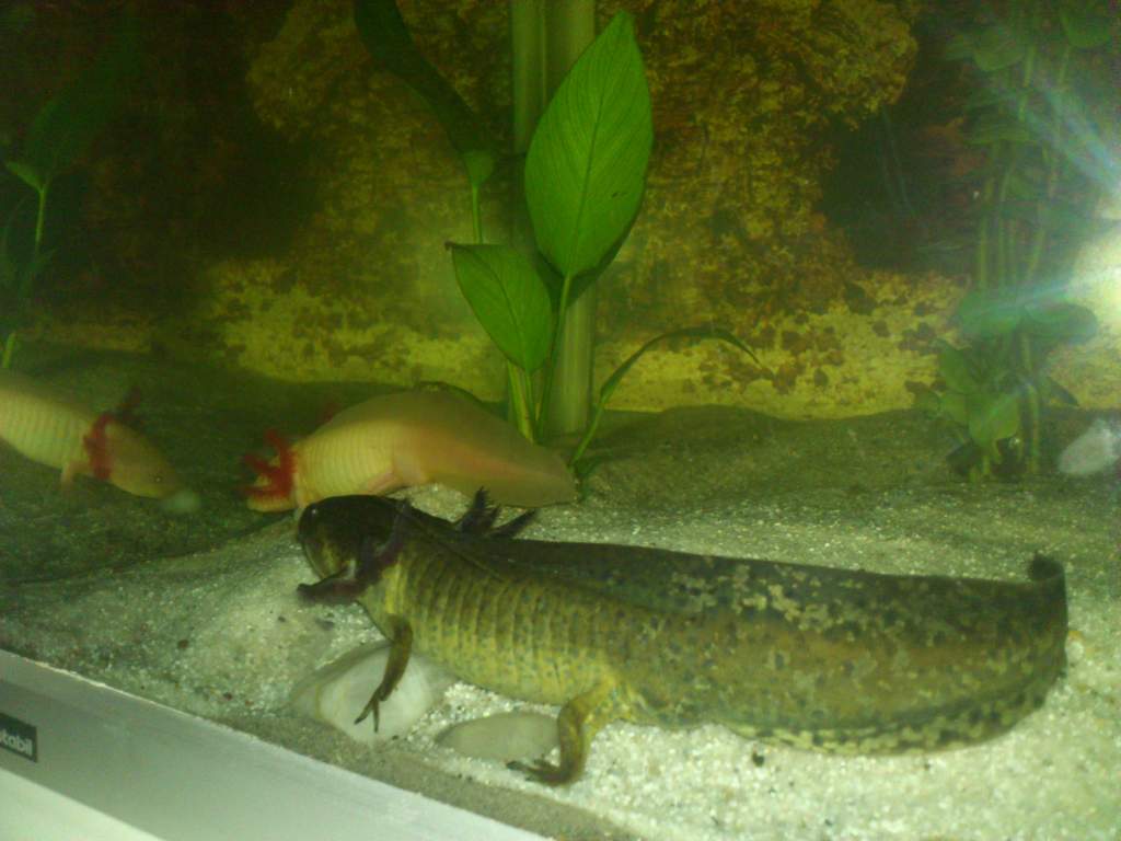 Also first night in their tank