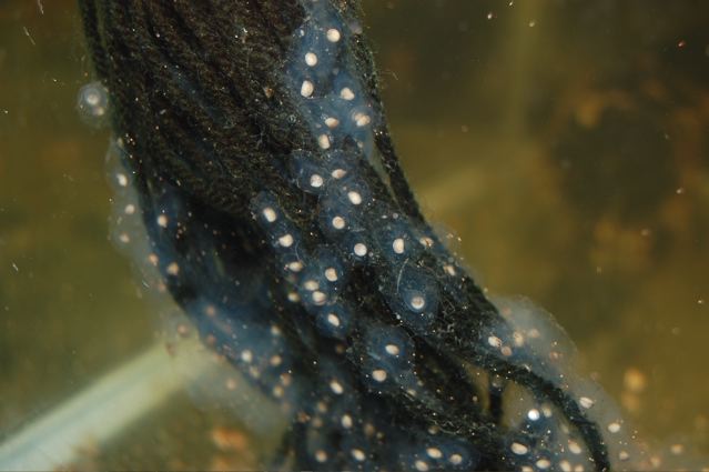 Ambystoma andersoni eggs on a yarn spawning mop.