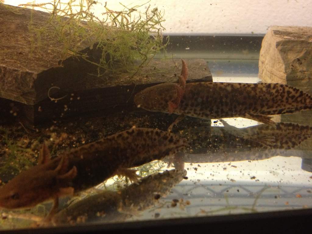 Ambystoma andersoni