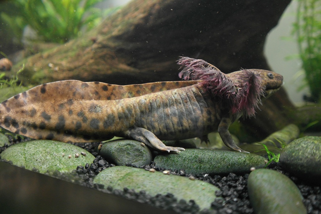 Ambystoma Andersoni