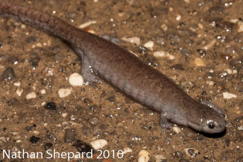 Ambystoma barbouri, WV.