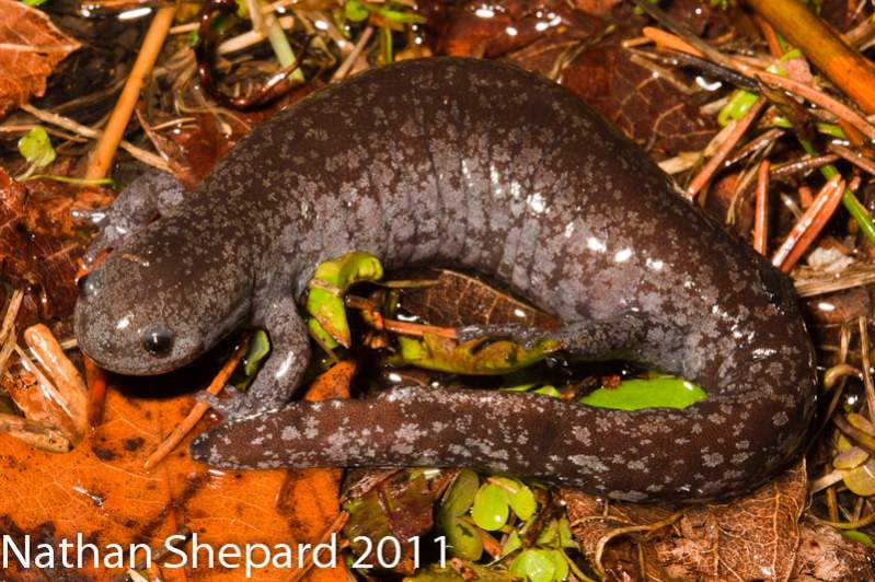 Ambystoma barbouri, WV.