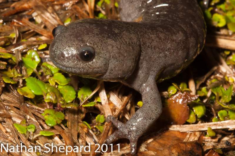 Ambystoma barbouri, WV.