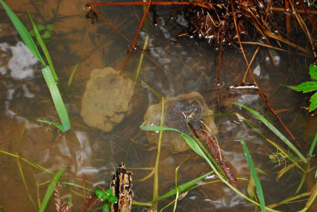 Ambystoma gracile egg masses