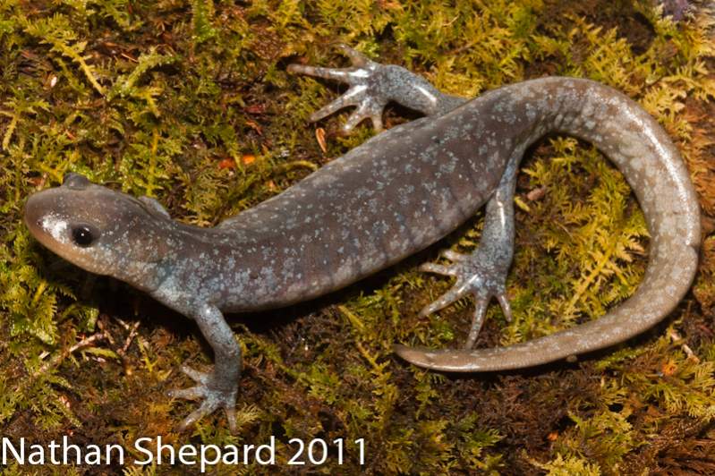 Ambystoma jeffersonianum, WV.