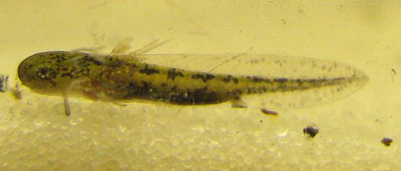 ambystoma larvae