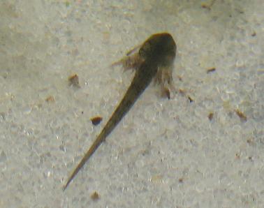 ambystoma larvae