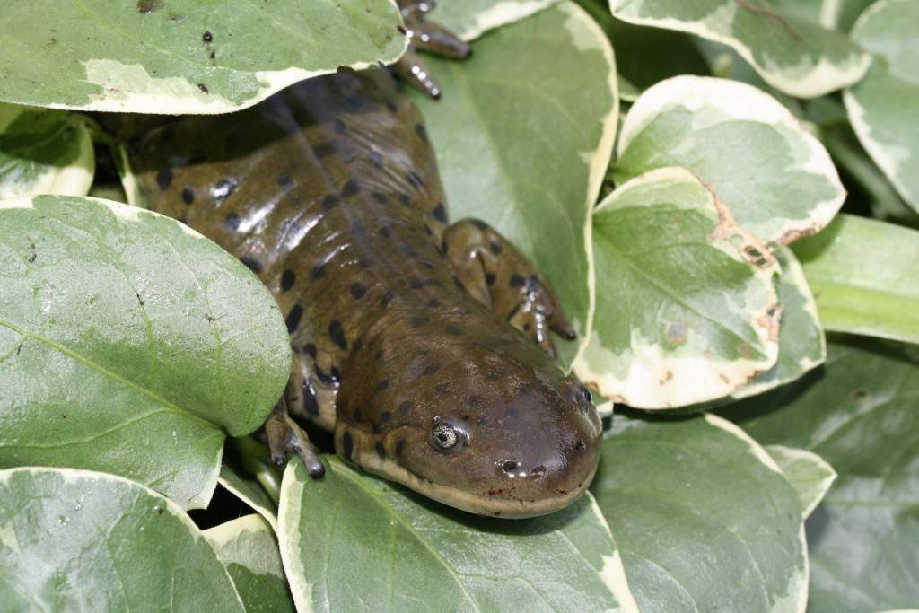 Ambystoma m. diaboli