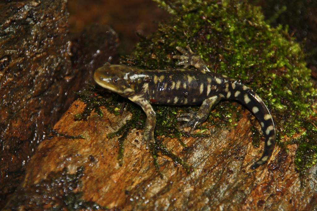 Ambystoma m. juvenile
