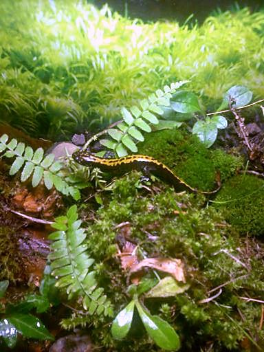Ambystoma m. macrodactylum
