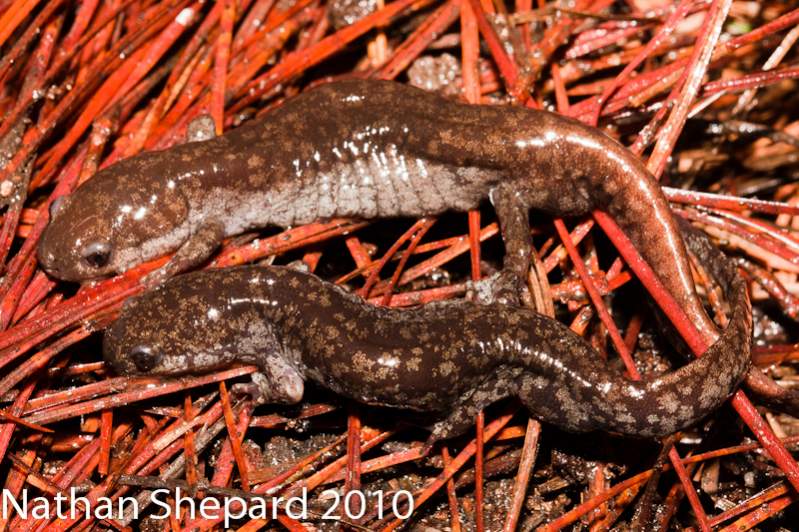 Ambystoma mabeei, NC.