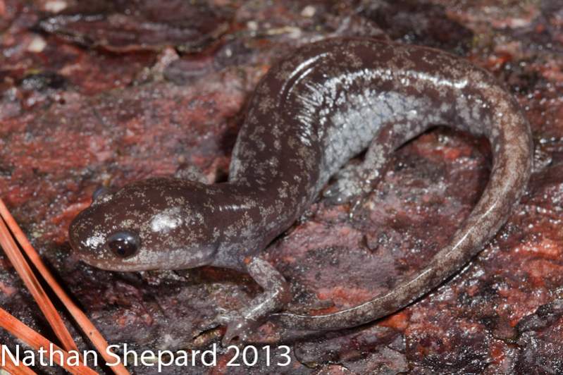Ambystoma mabeei