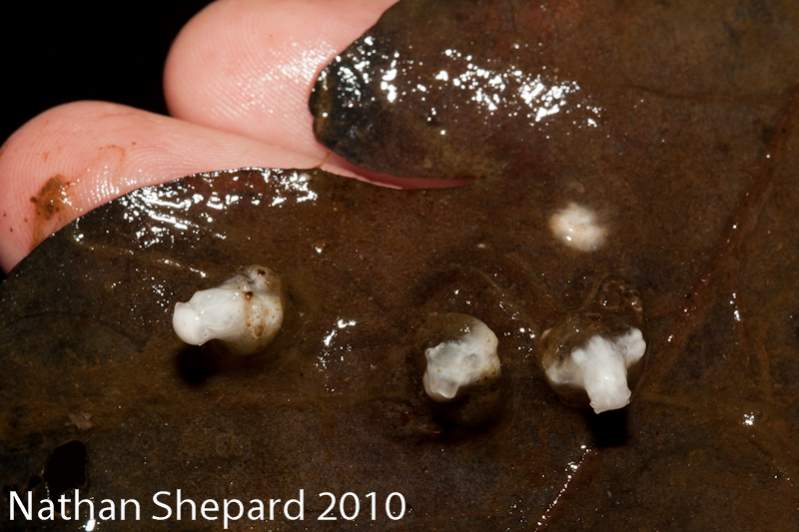 Ambystoma maculatum spermatophores, WV.