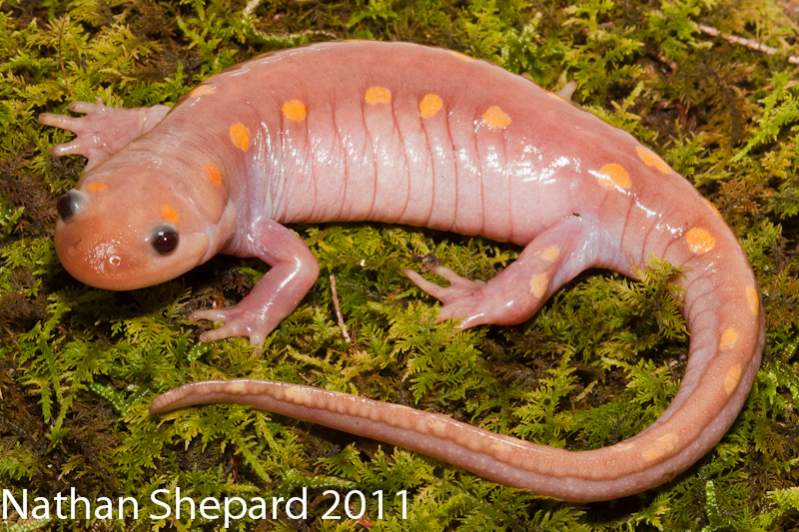 Ambystoma maculatum, WV - amelanistic female, found AOR during rain event.  Collected for potential captive breeding program.