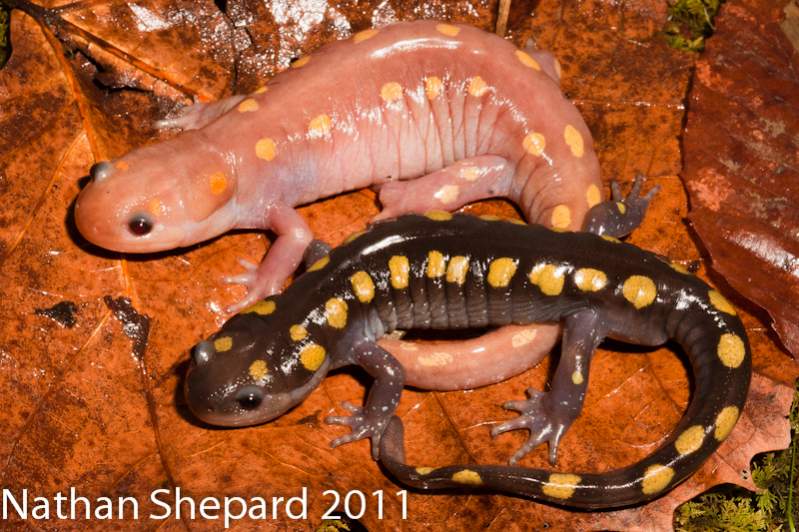 Ambystoma maculatum, WV.  An amelanistic female photographed with a male normal individual - from same locality.
